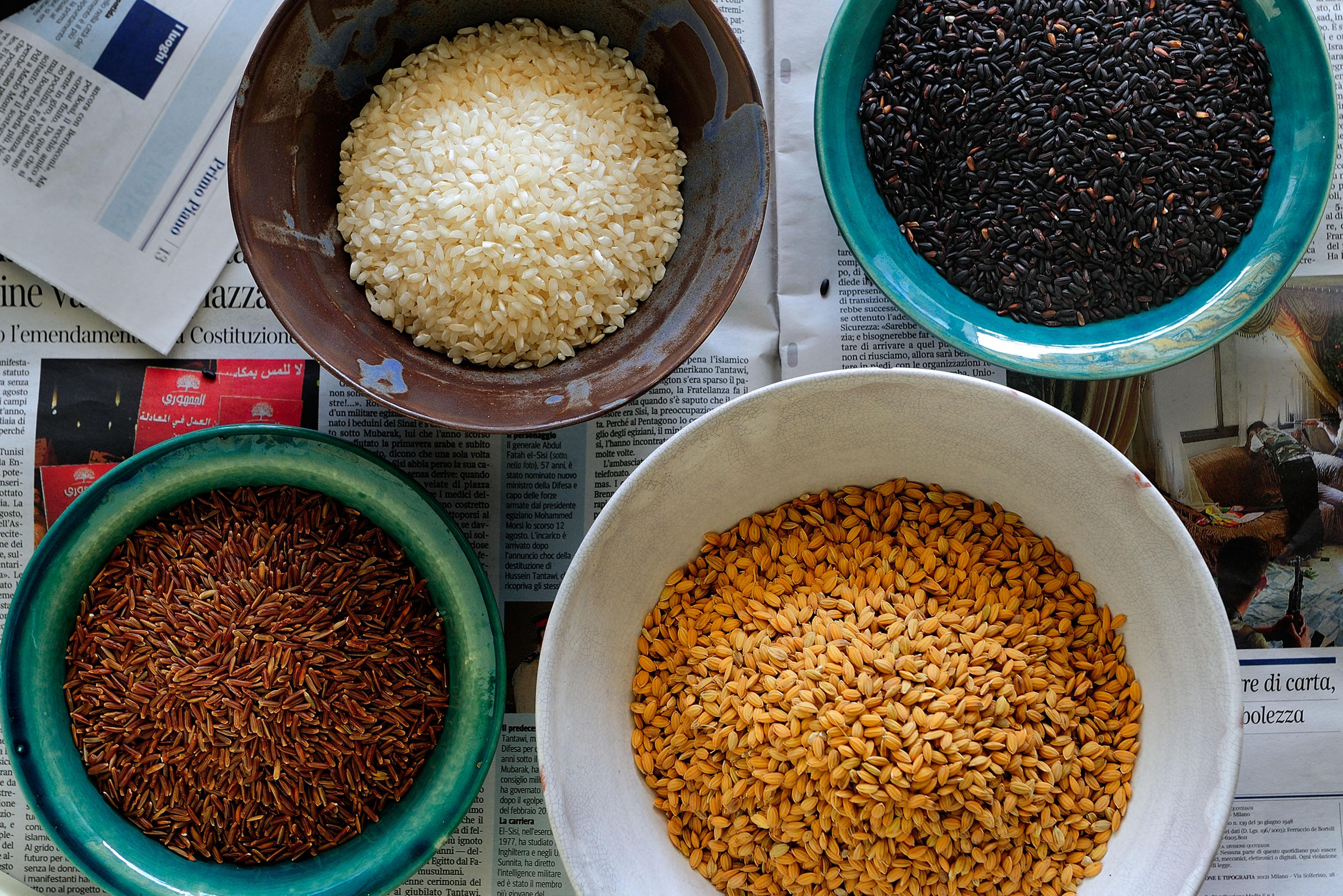 Rice, golden grains | Visit Piemonte