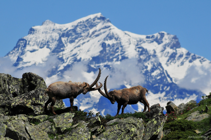 parco nazionale gran paradiso-ink.jpeg